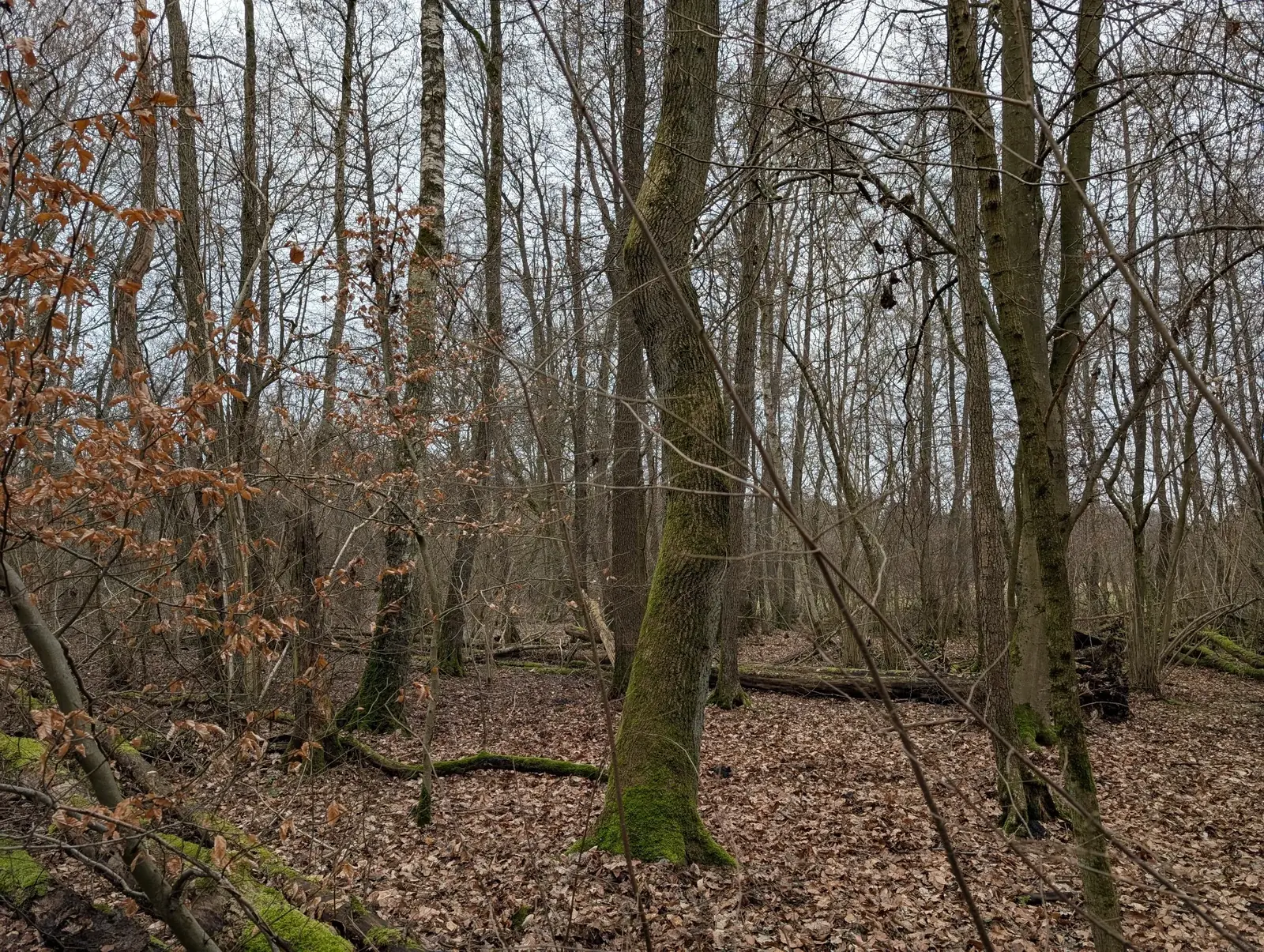 Familienwald