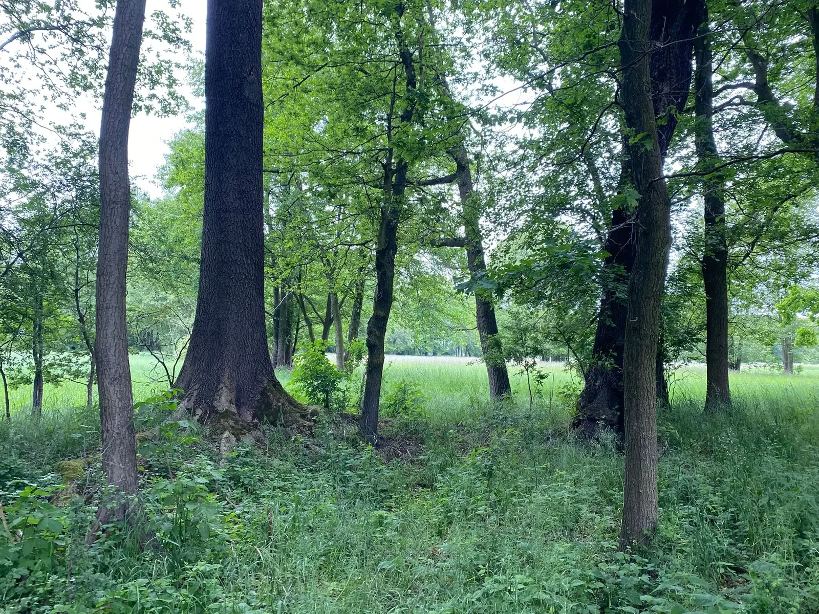 Naturpatenschaften