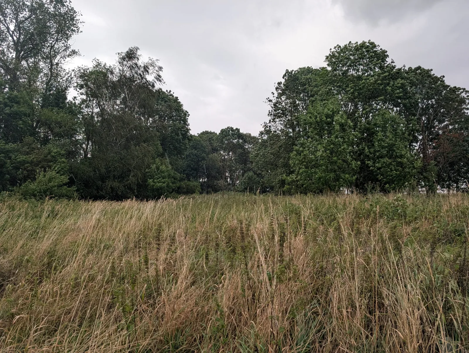 Unternehmenswildnis