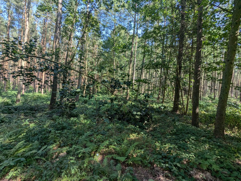 Karnin Wald