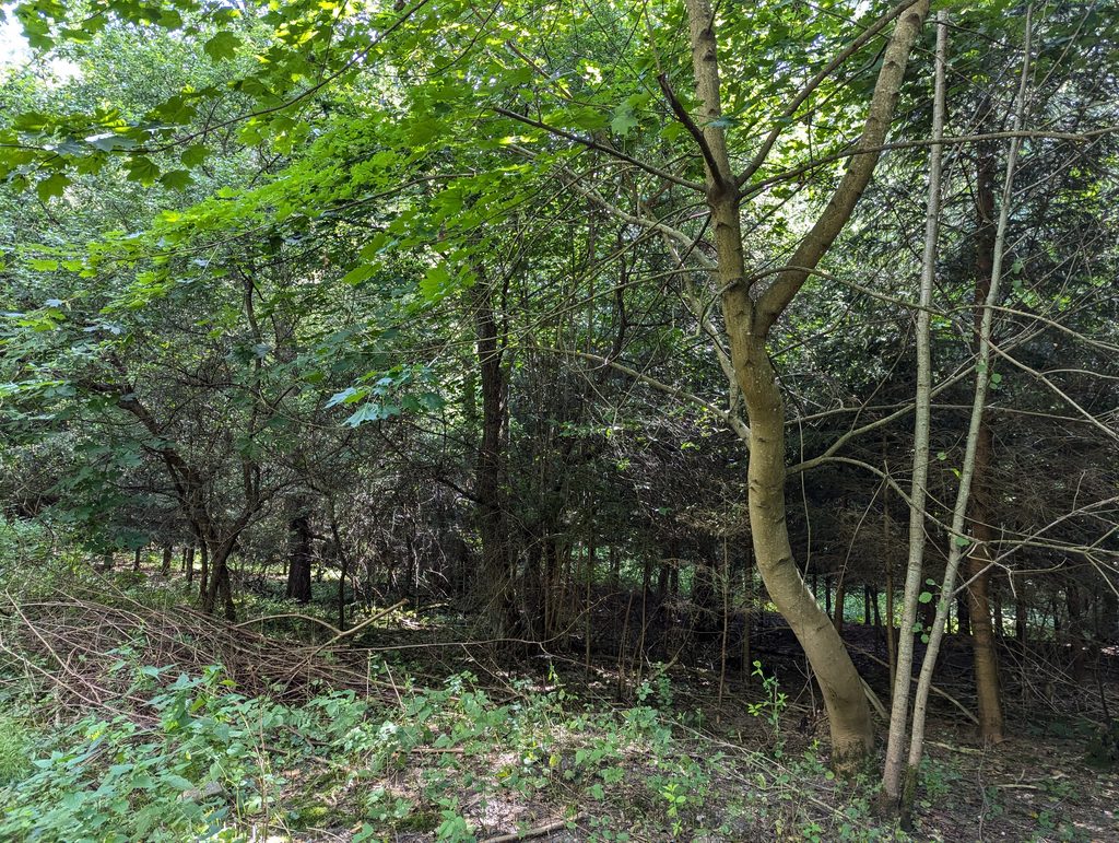 Wald Eickhof
