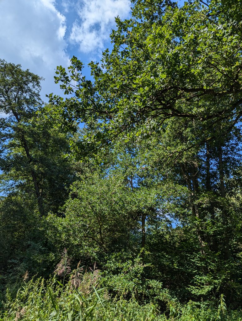 Wald Eickhof