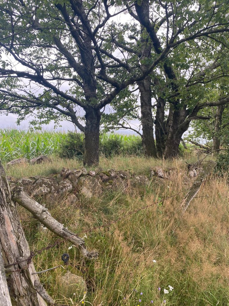 Feldhecke