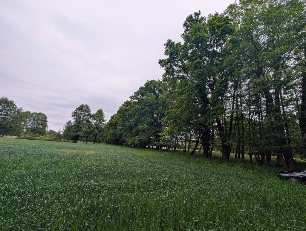 Wald bei Dissen