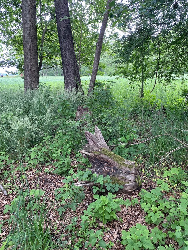 Wald bei Dissen