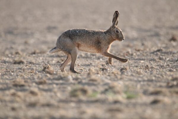 Hase