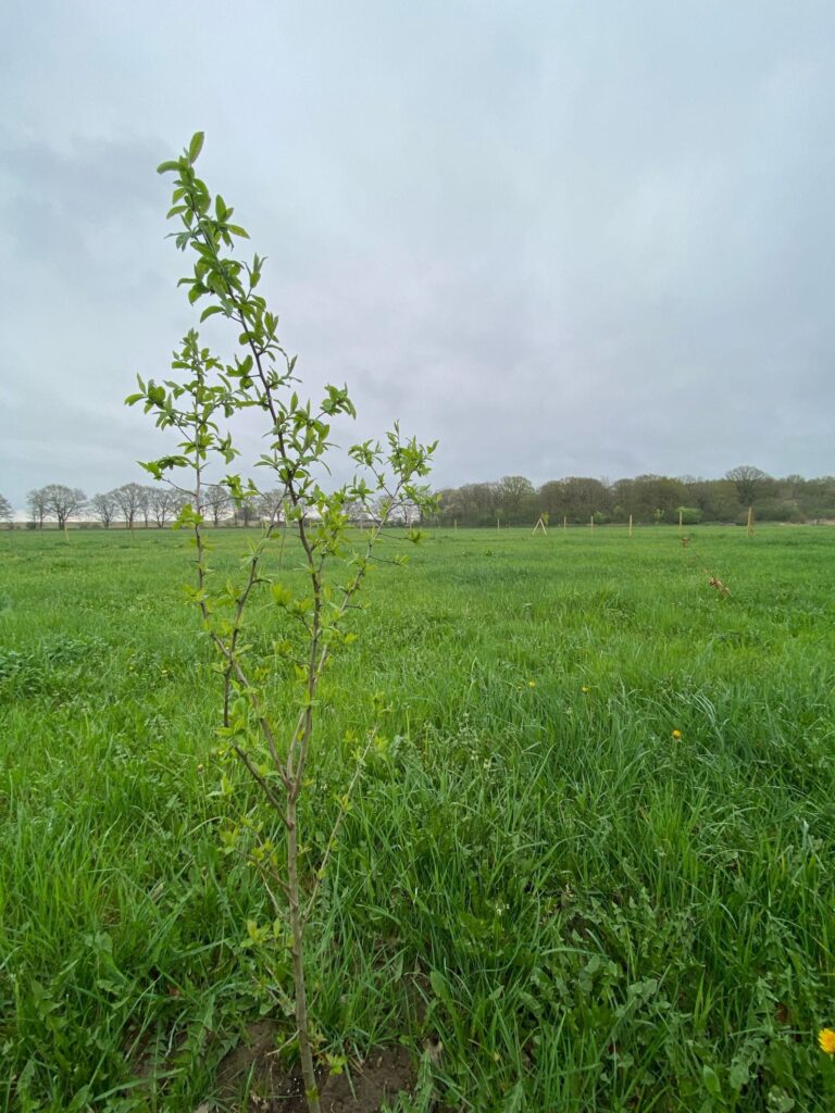 Rewilding Wusseken