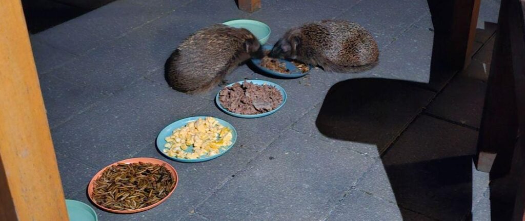 Igel