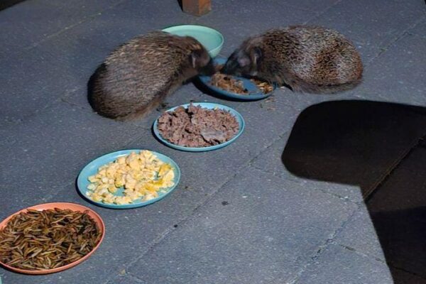 Igel