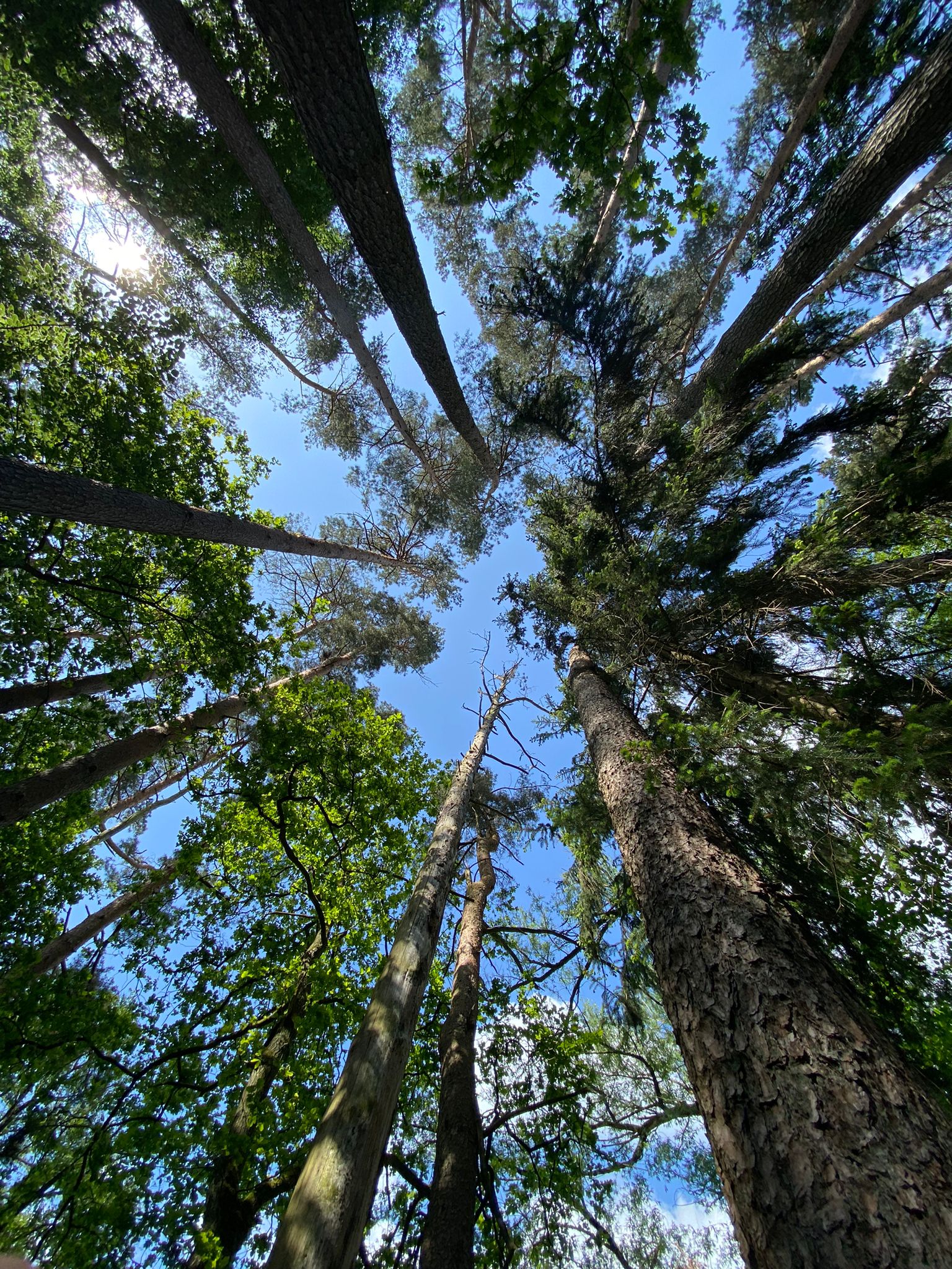 Klein Breesen / Jetzt CO2 kompensieren und Moor in Mecklenburg-Vorpommern erhalten – Bild 4