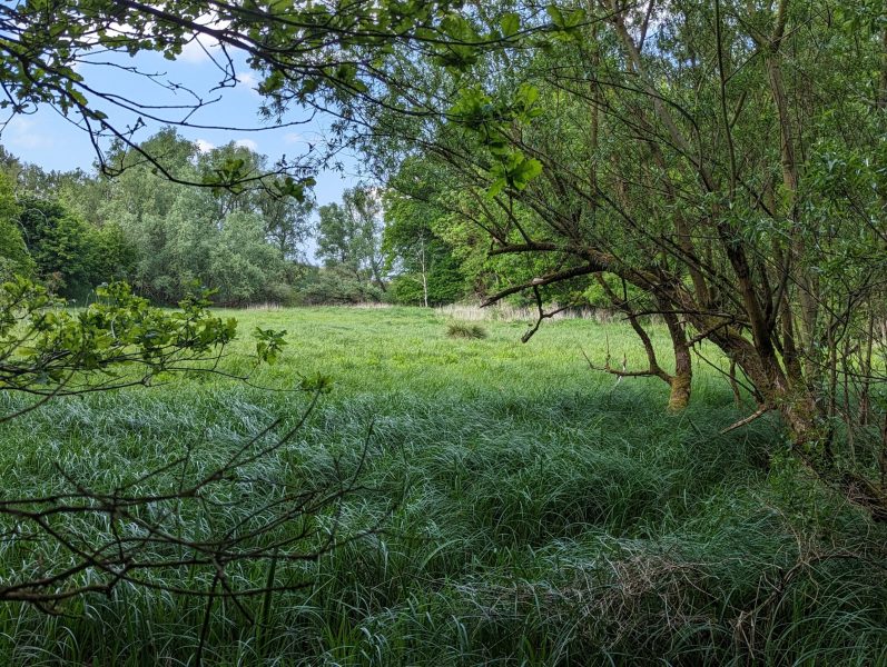 Klein Breesen / Jetzt CO2 kompensieren und Moor in Mecklenburg-Vorpommern erhalten – Bild 6