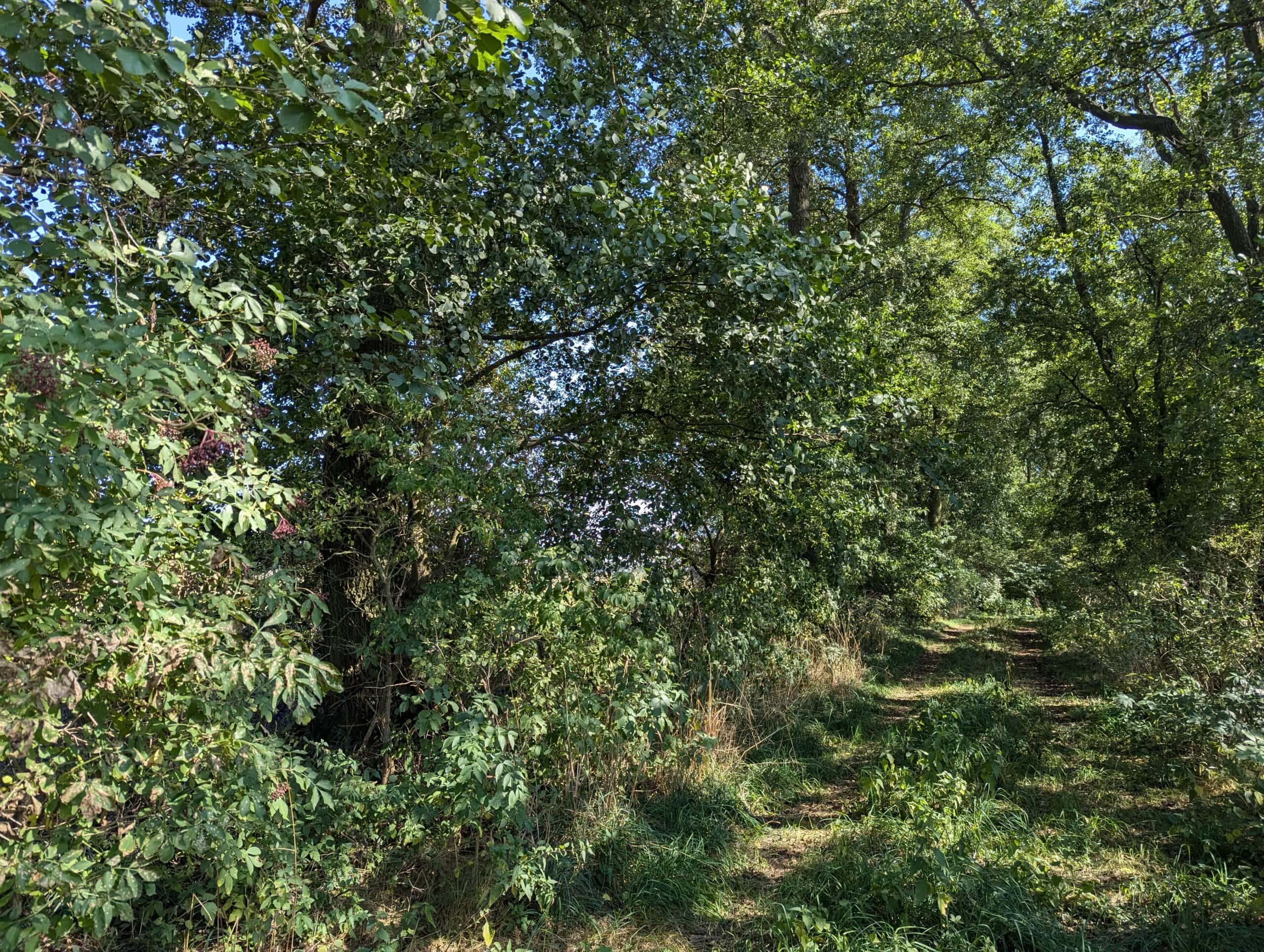 Attraktiver, grüner Waldpfad voller Bäume und Natur für umweltfreundliche Mobilität.