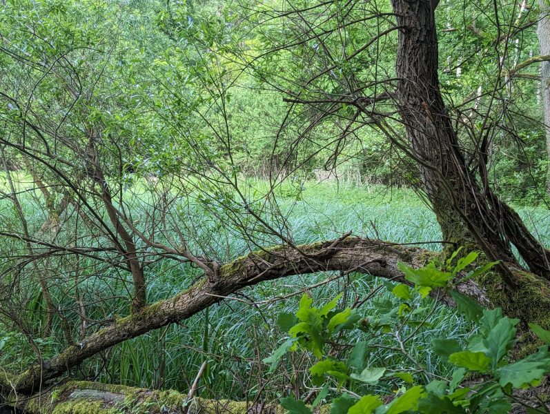 Moor bei Zehna