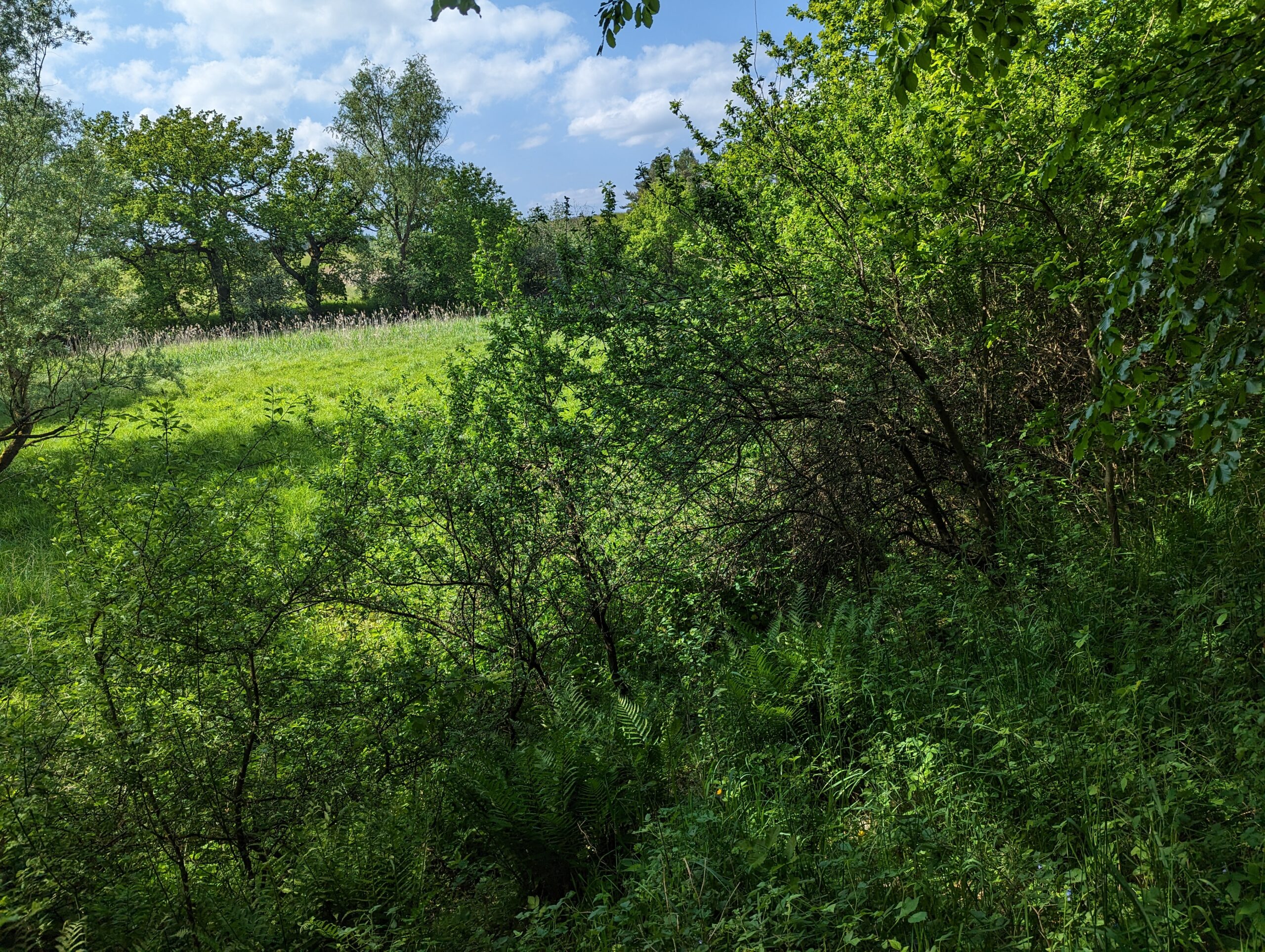 Klein Breesen / Jetzt CO2 kompensieren und Moor in Mecklenburg-Vorpommern erhalten – Bild 3