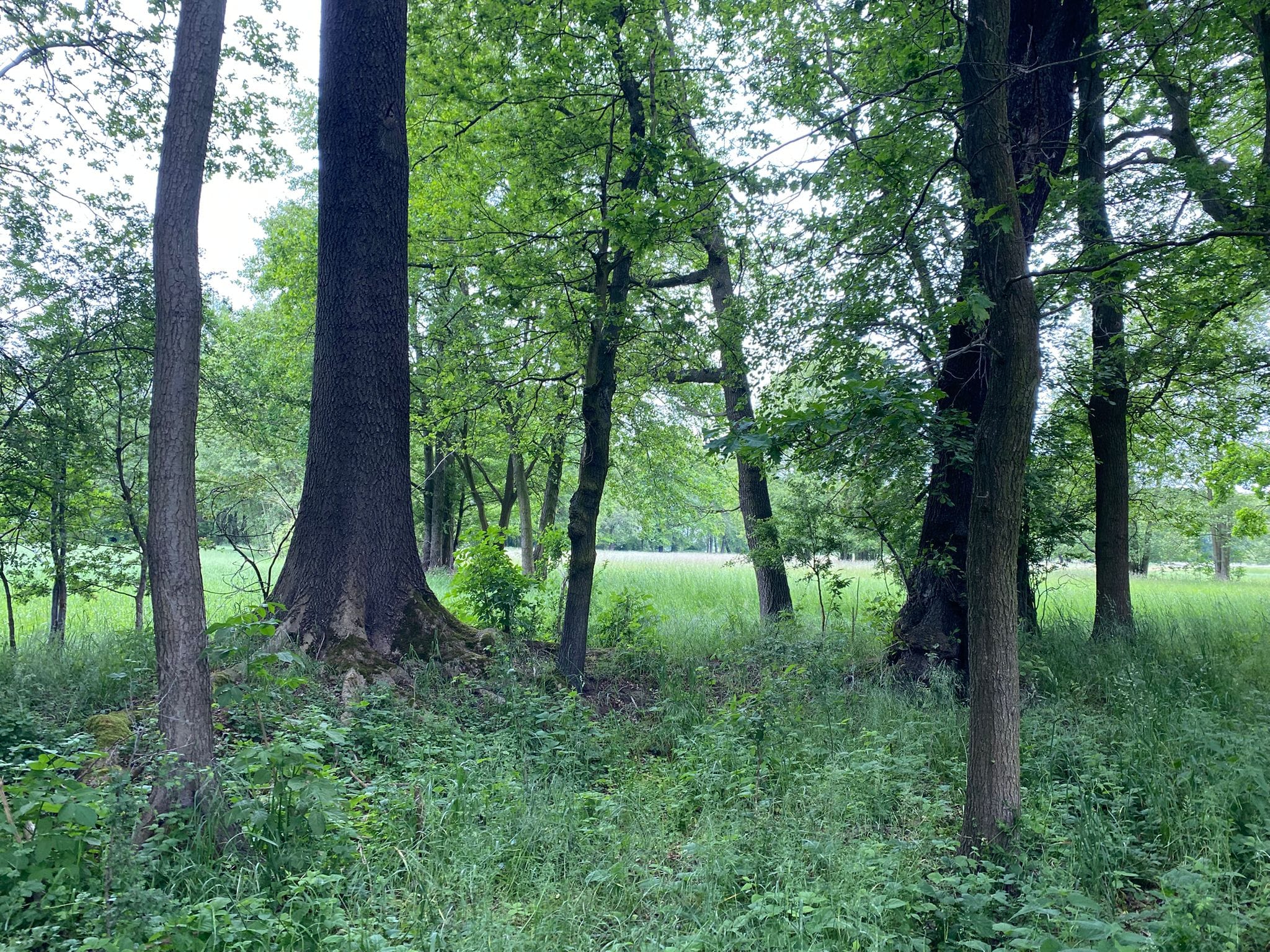 Wald bei Dissen