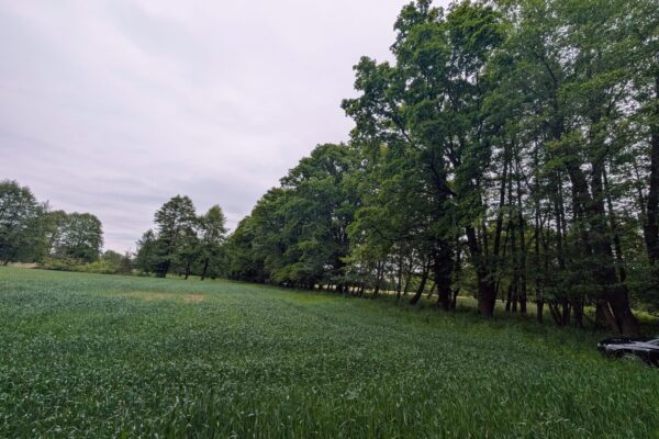 Wald bei Dissen