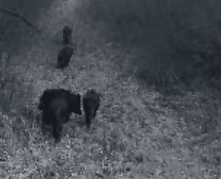 Wildschweine