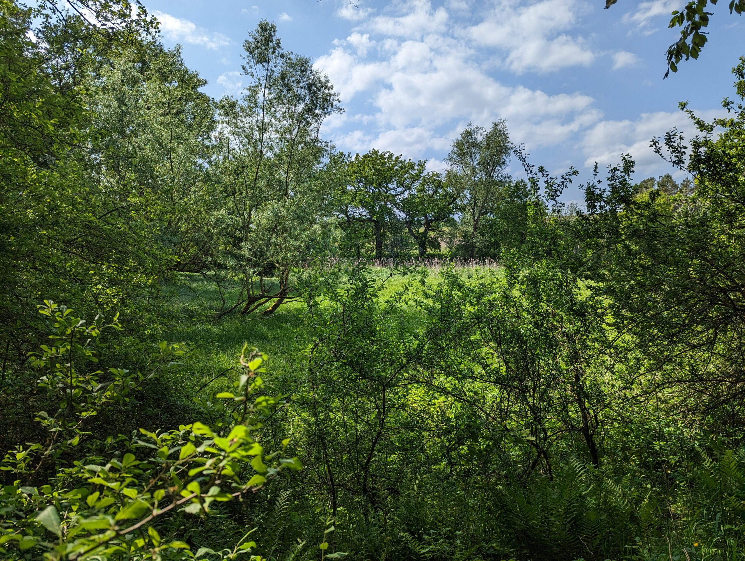Klein Breesen / Jetzt CO2 kompensieren und Moor in Mecklenburg-Vorpommern erhalten – Bild 5