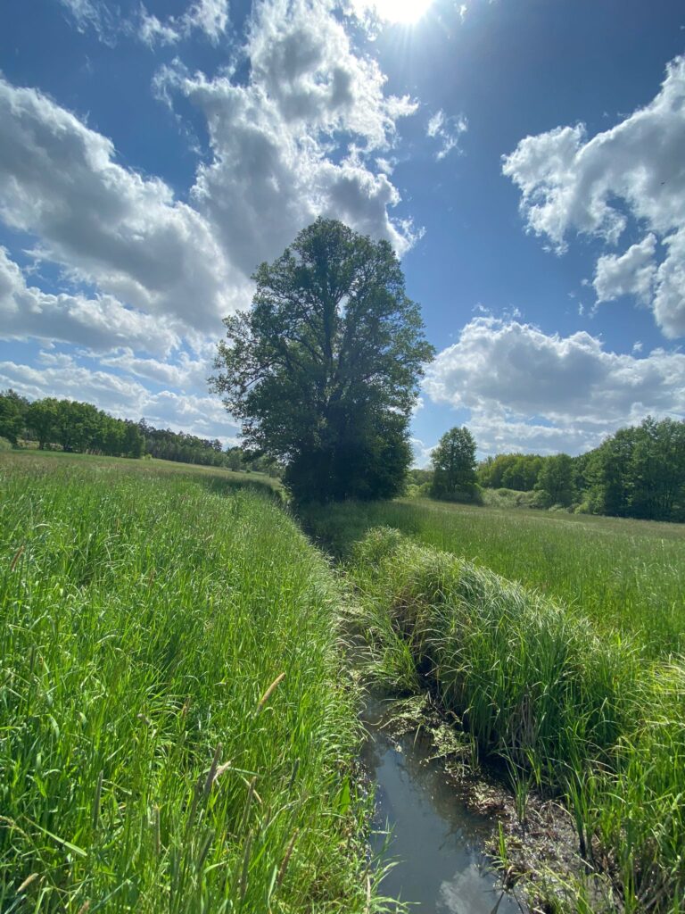 Zernin_Wasser_baum