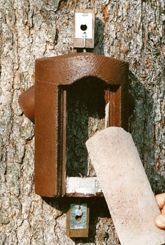 baumlaeuferhöhle 2B