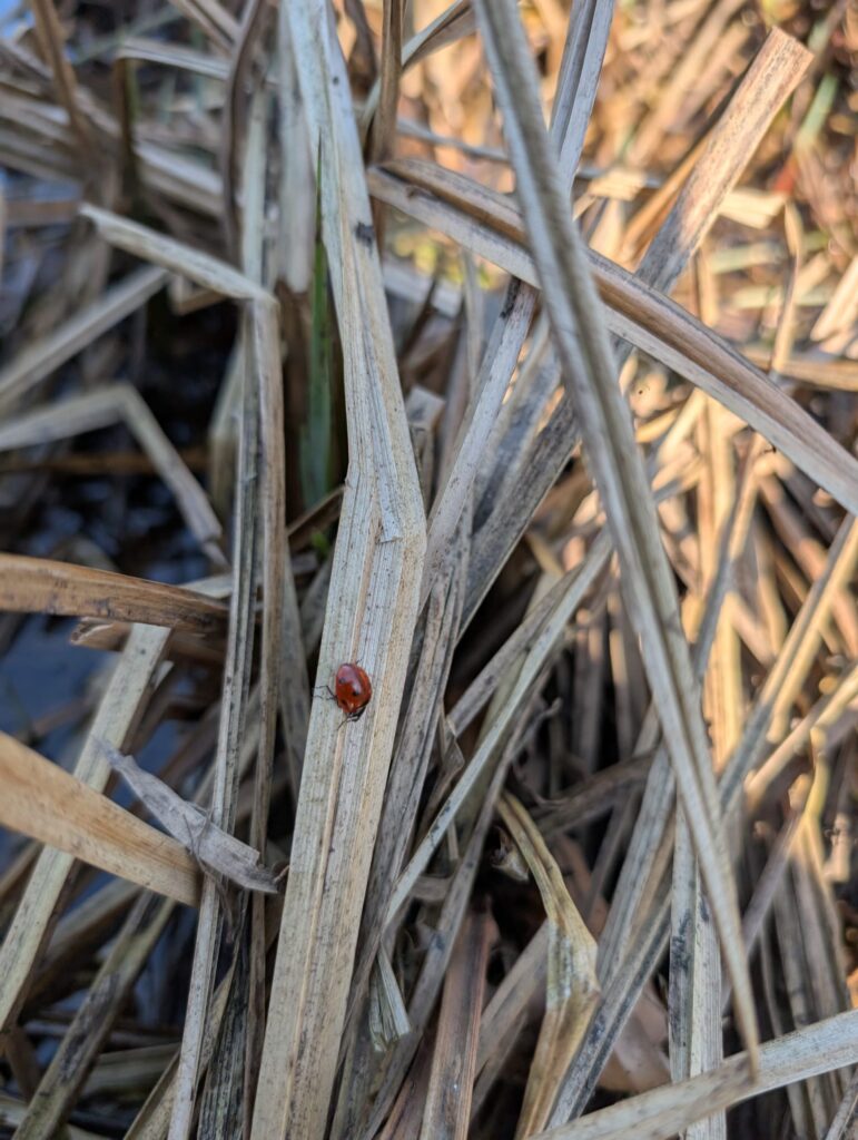 Marienkäfer im Moor