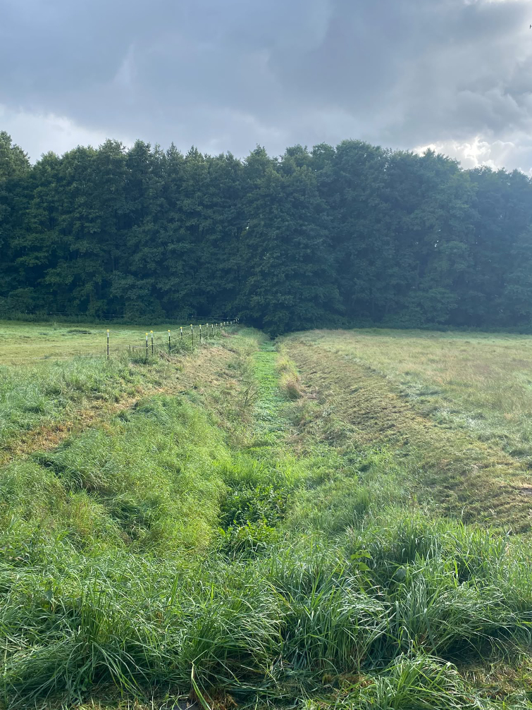 Sicht über die gemähte Fläche hin zum Wald
