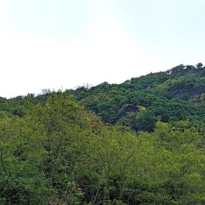 CO₂-Beitrag Kamp-Bornhofen – Rewilding unterstützen