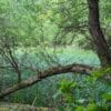 Klein Breesen Moor